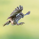 Little owls